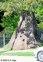 Sequoiadendron giganteum