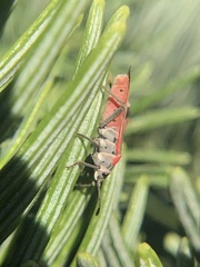 Neacoryphus bicrucis