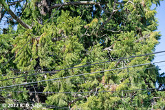 Sequoiadendron giganteum