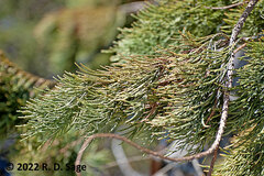 Sequoiadendron giganteum