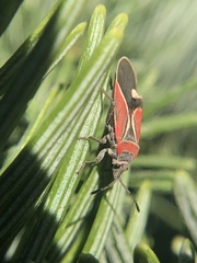 Neacoryphus bicrucis