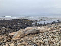 Balaenoptera acutorostrata