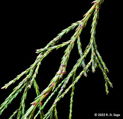 Sequoiadendron giganteum