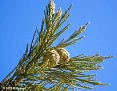 Sequoiadendron giganteum