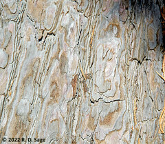 Sequoiadendron giganteum