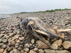 Balaenoptera acutorostrata