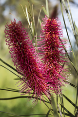 Hakea multilineata