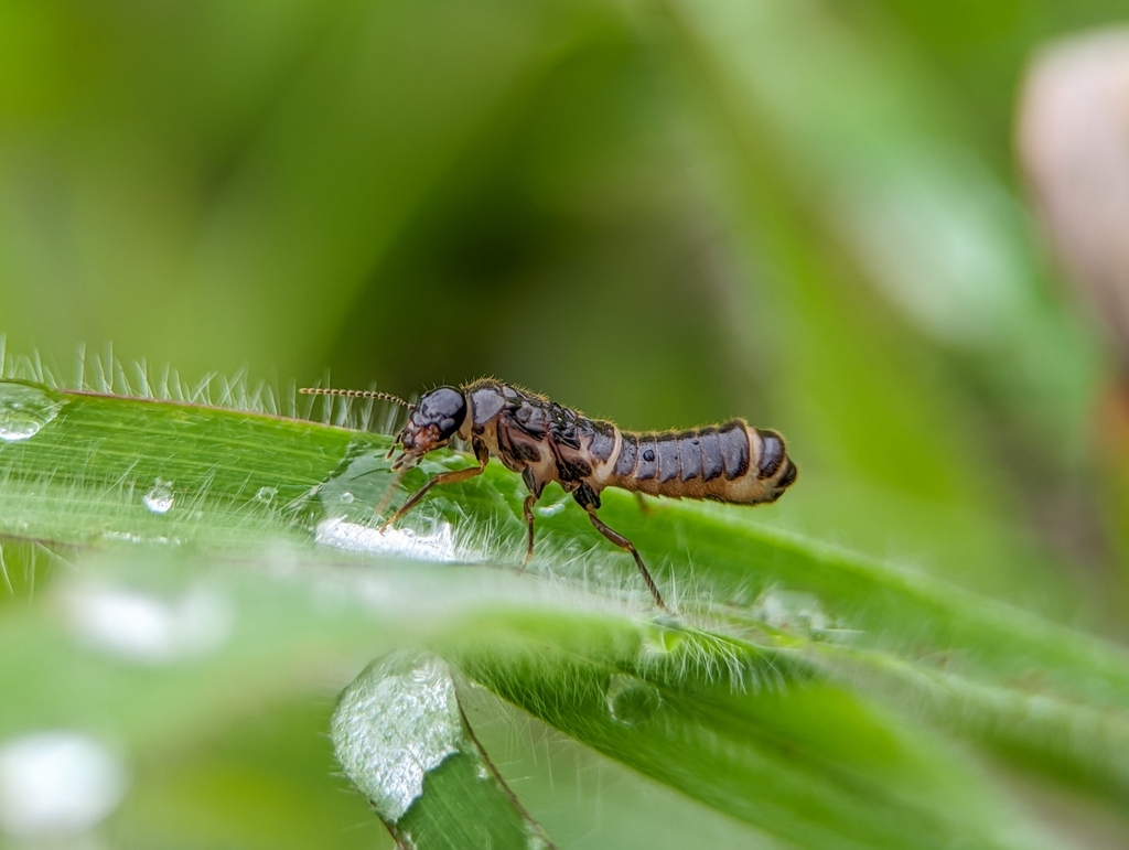 Neocapritermes opacus