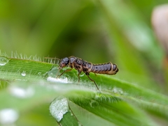 Neocapritermes opacus