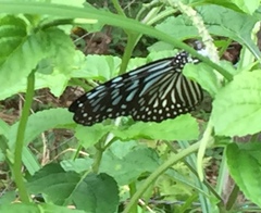 Ideopsis vulgaris macrina