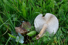 Melanoleuca grammopodia