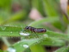 Neocapritermes opacus