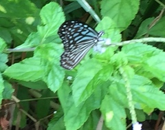 Ideopsis vulgaris macrina