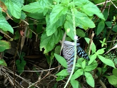 Ideopsis vulgaris macrina