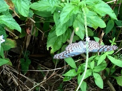 Ideopsis vulgaris macrina