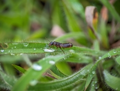 Neocapritermes opacus