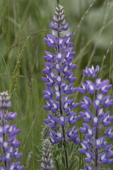 Lupinus sericeus