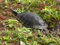 Deirochelys reticularia