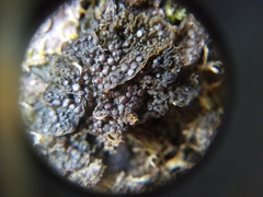 Collema nigrescens