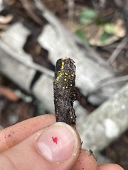 Calycina claroflava