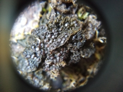 Collema nigrescens