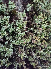 Callisia repens
