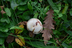 Russula torulosa