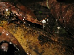 Gloiocephala