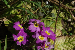 Andrena bicolor
