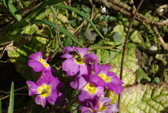 Andrena bicolor