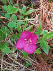 Oenothera deserticola