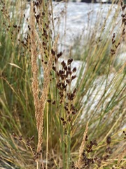 Juncus gerardi