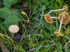 Galerina graminea