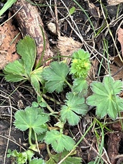 Alchemilla vulgaris