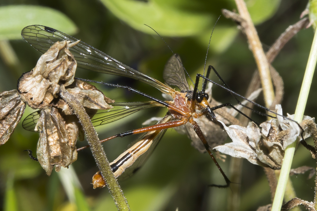 Harpobittacus quasisimilis