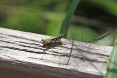 Paraidemona