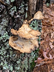 Laetiporus huroniensis