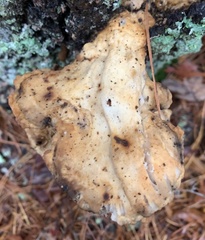 Laetiporus huroniensis