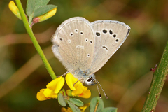 Glaucopsyche lygdamus australis