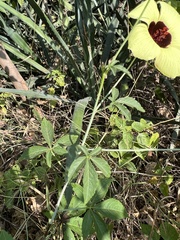 Hibiscus caesius
