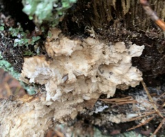 Laetiporus huroniensis