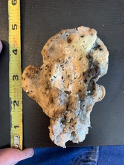 Laetiporus huroniensis