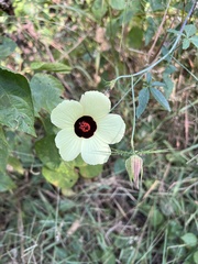Hibiscus caesius