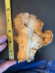 Laetiporus huroniensis