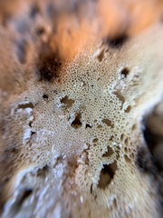 Laetiporus huroniensis