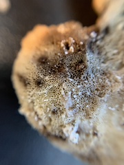 Laetiporus huroniensis