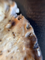 Laetiporus huroniensis