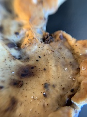 Laetiporus huroniensis