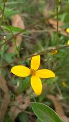 Bidens triplinervia