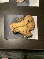 Laetiporus huroniensis